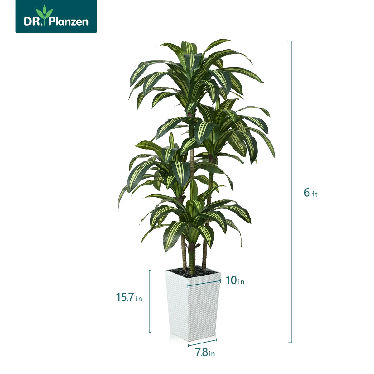 DR.Planzen 6FT Artificial Dracaena Tree with UV-Resistant Silk Leaves in White Tall Planter - Indoor/Outdoor Faux Plant for Home Office House Decor, Tall Fake Tree for Living Room Lobby Patio